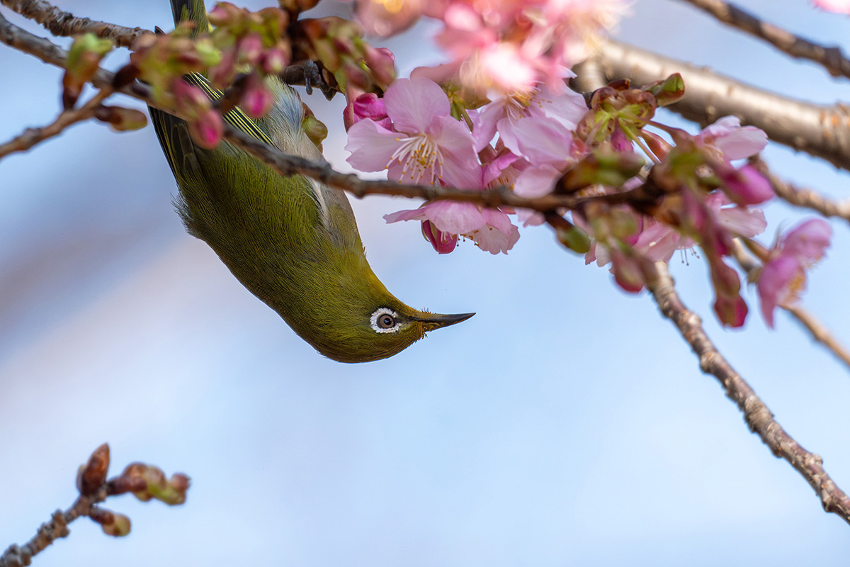 逆さまサクラジロー