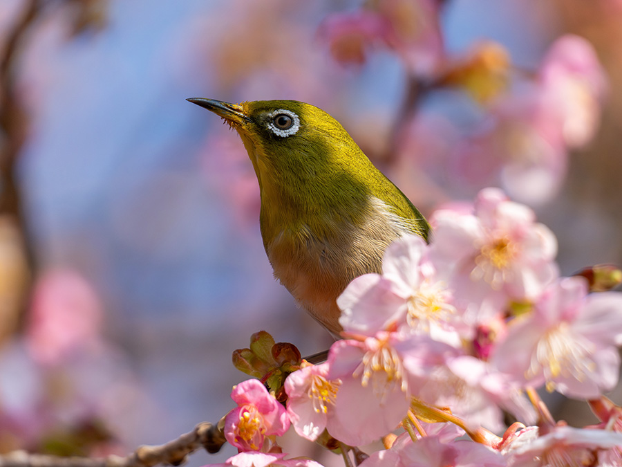 もうすぐ春ですねえ