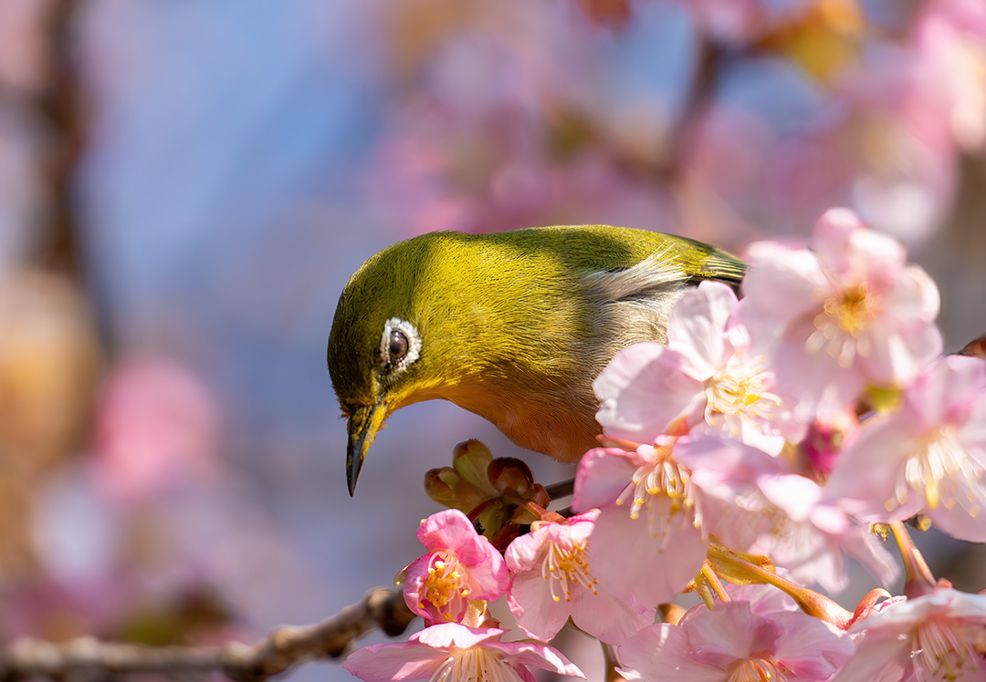 河津桜にメジロ