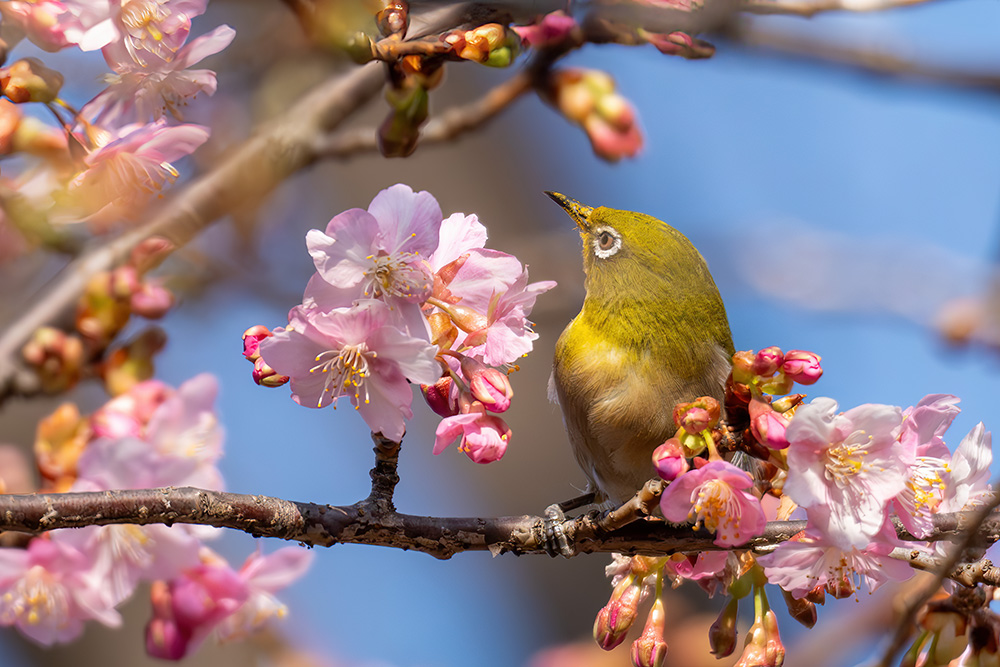 河津桜にメジロでサクラジロー