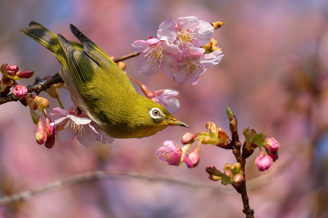 あっちの花は甘いかな?