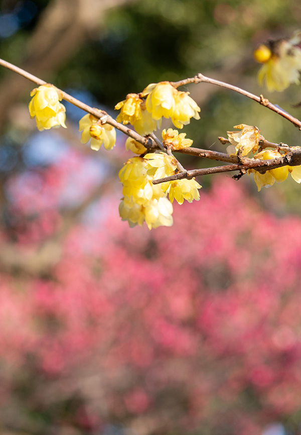 紅梅を背景に蝋梅