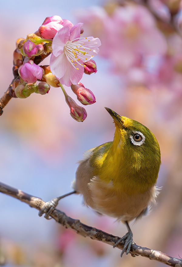 春の妖精サクラジロー