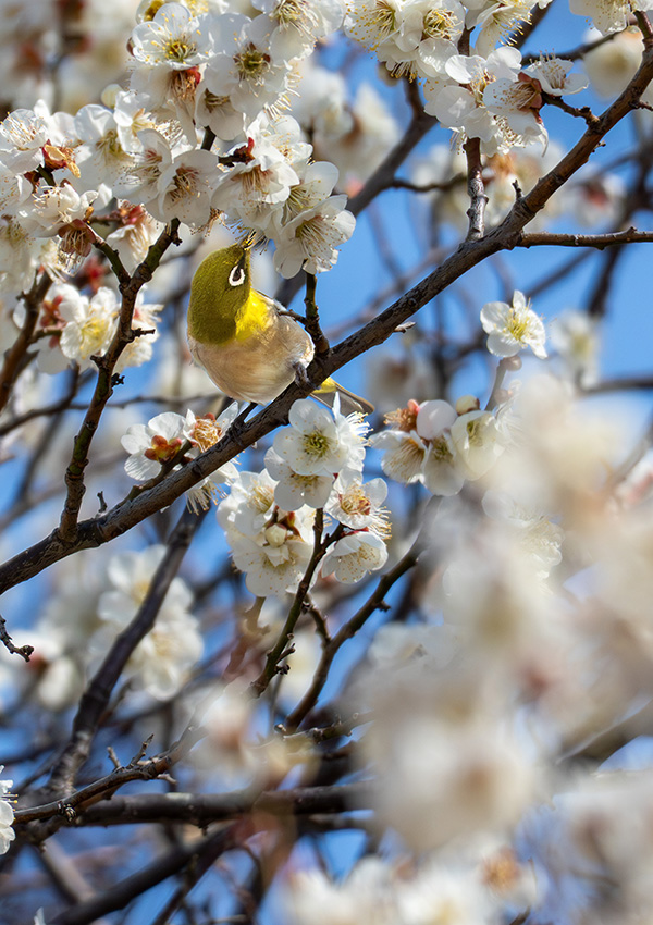 満開の梅の花の中