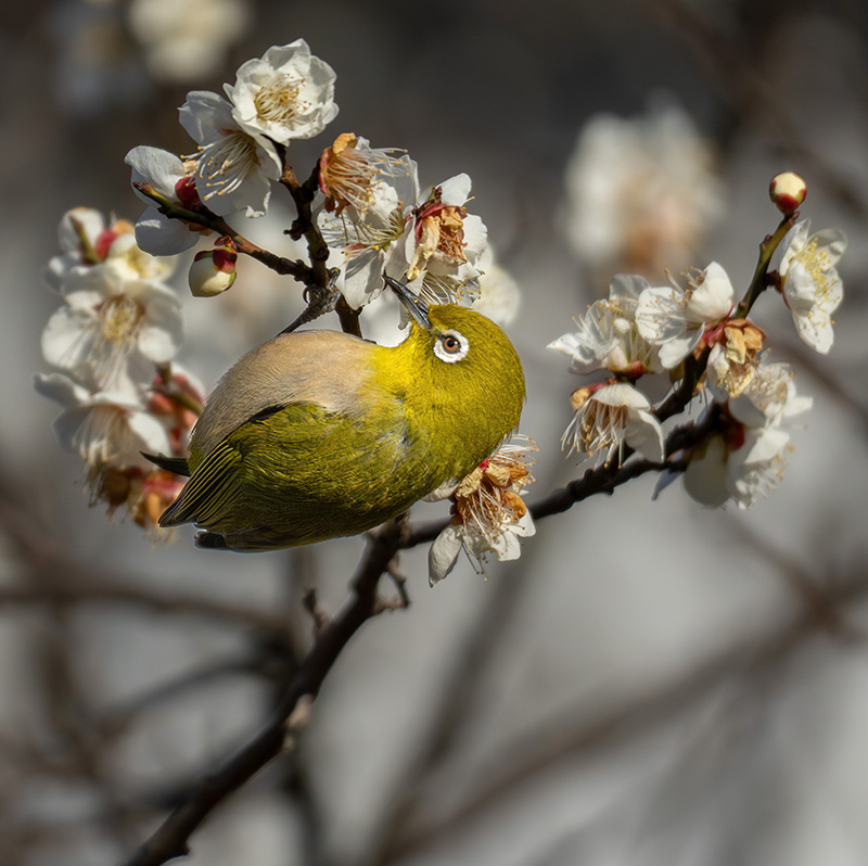メジロのくちばしは蜜を吸うのに特化した形