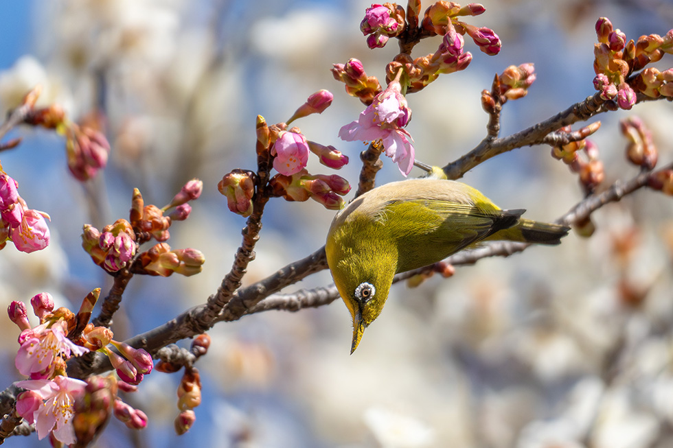咲き始めの河津桜で
