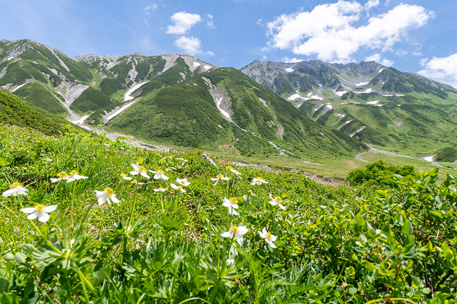 山の上のお花畑