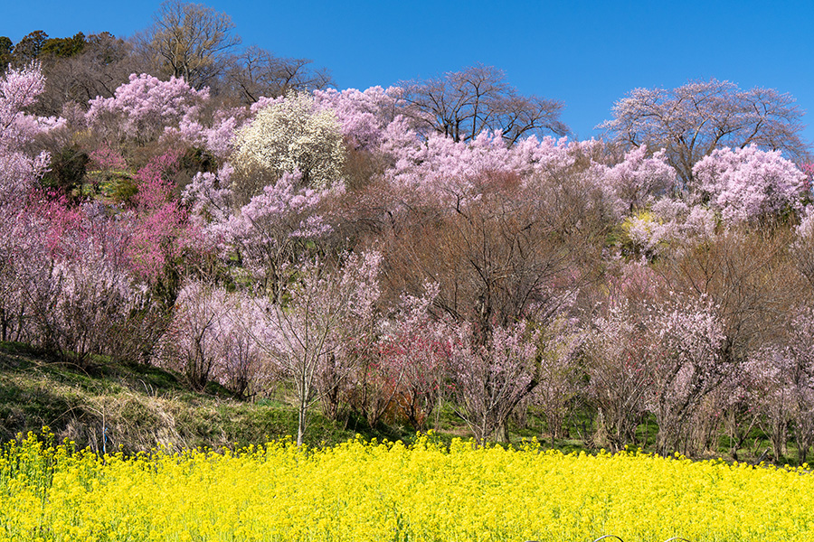 花見山公園