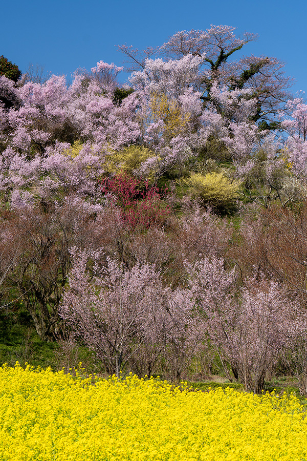 丘の上のソメイヨシノも開花しました