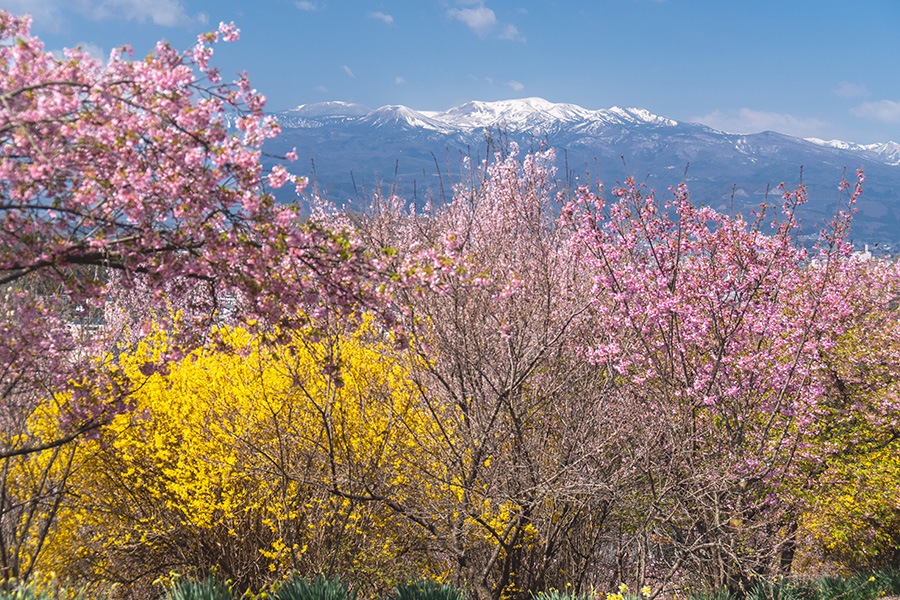 生花の里斜面から吾妻連峰