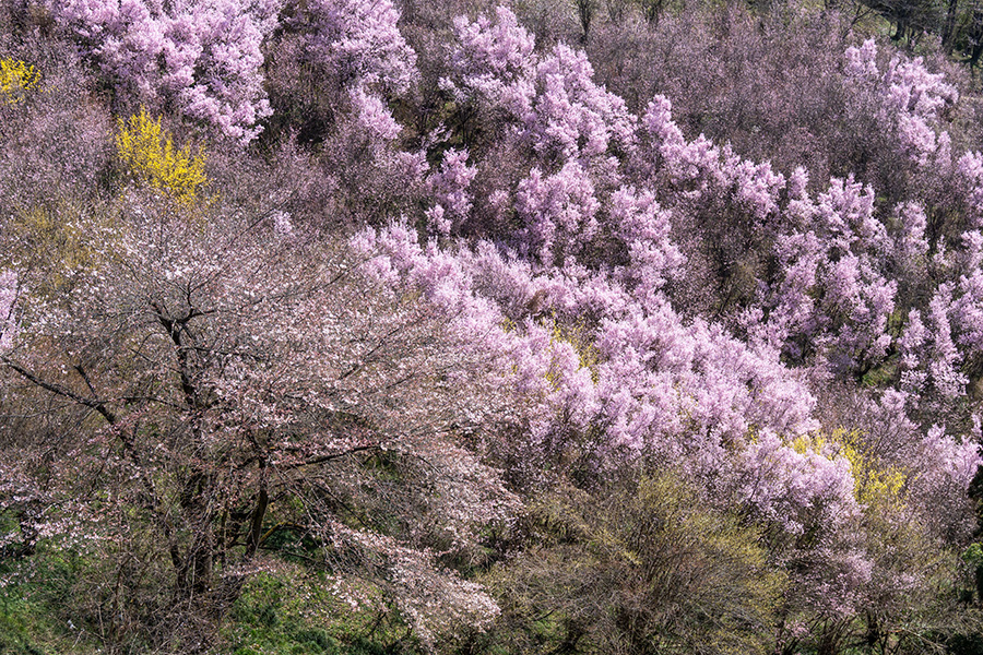 千本桜にて