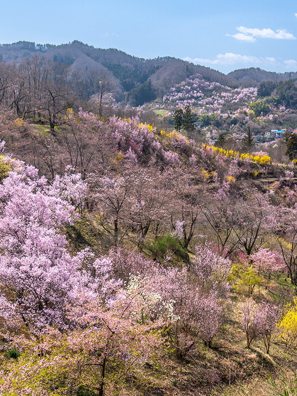 生花の里から花見山方面