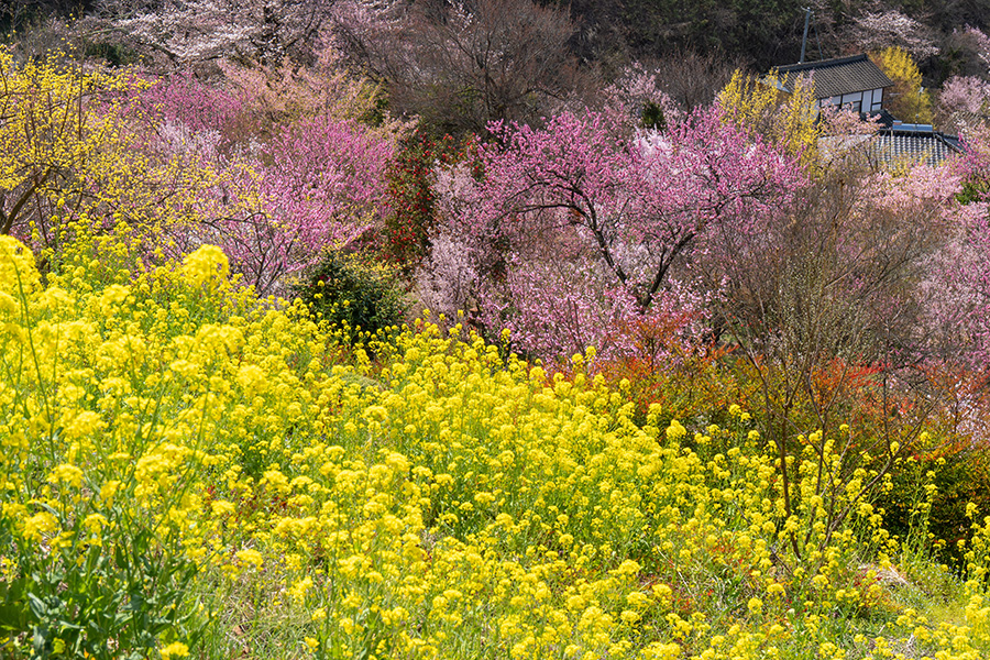 行手は百花繚乱