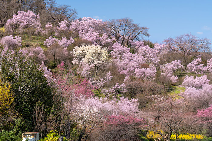 2026年も春が来ました！福島の桃源郷・花見山＆生花の里へ - sunsun