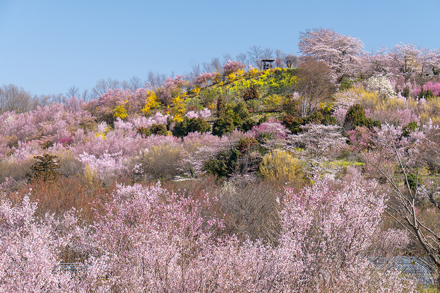 生花の里