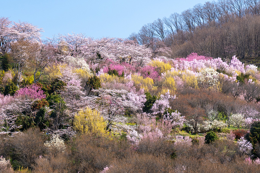 生花の里の山肌