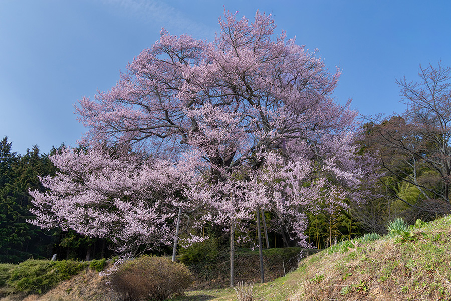 宮久保の大桜