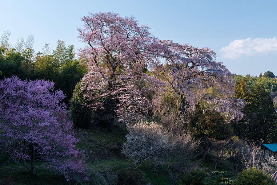 城ノ内古戦場のしだれ桜