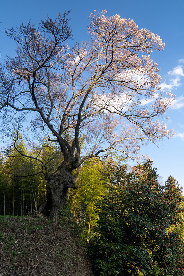 芹沢の千年桜…小高い塚の上に立つ