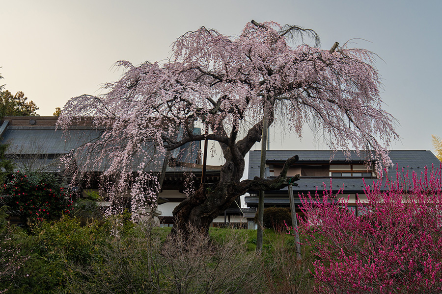 建福寺のしだれ桜