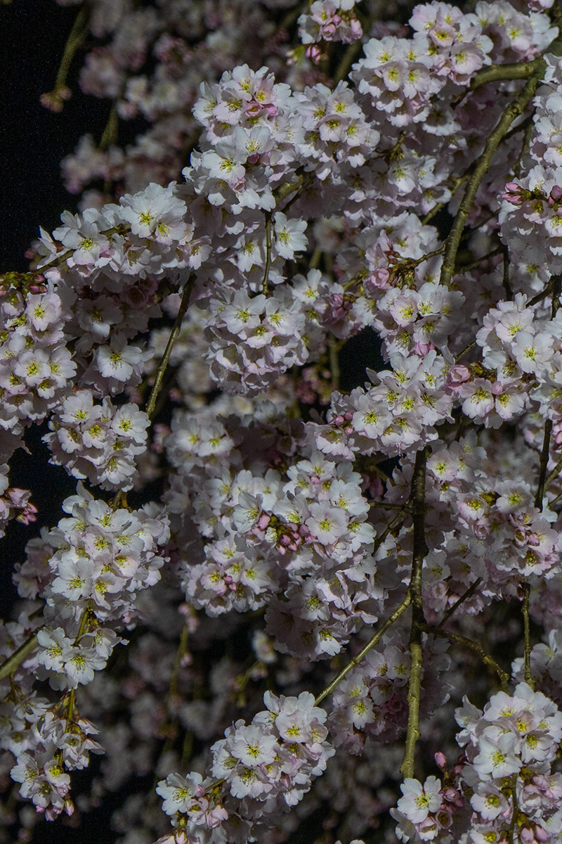 今年も福島で桜めぐりをします