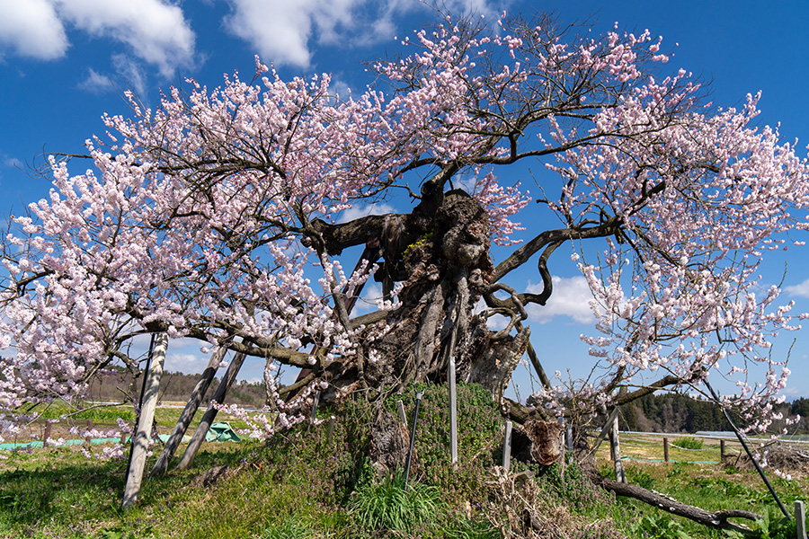 米沢の千歳桜