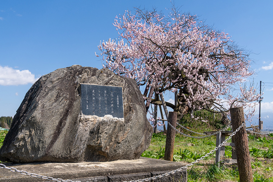 歌碑と千歳桜