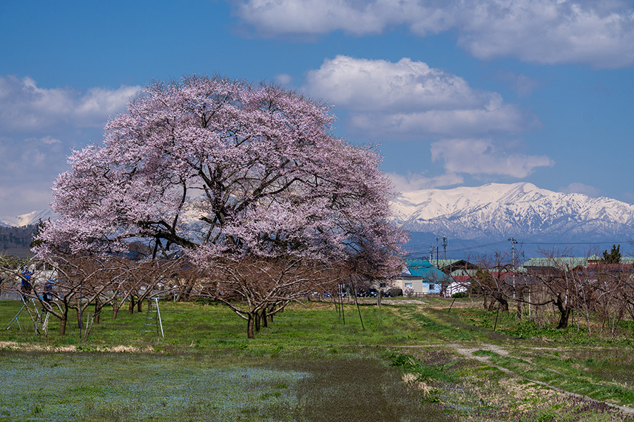 会津地方の桜めぐり––米沢の千歳桜，馬ノ墓の種蒔桜，石部桜など【福島
