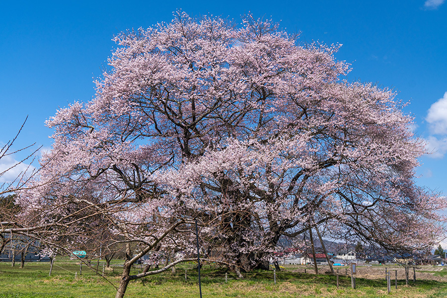 桜は巨大なドーム型