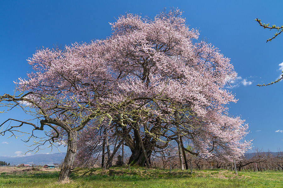 りんごの花も咲き始めています