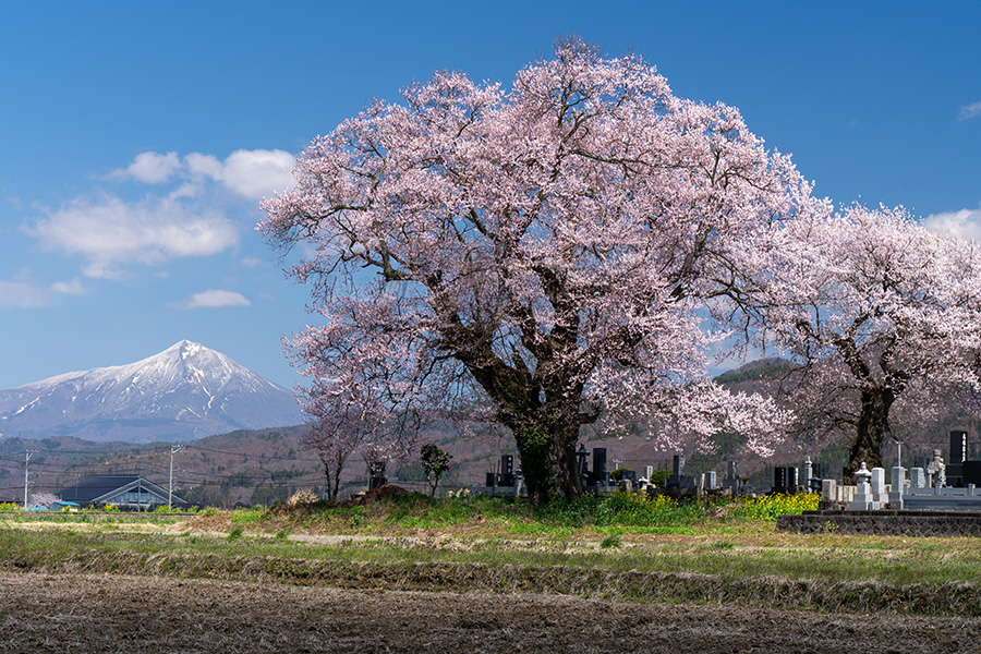 一ノ堰の種蒔桜と会津磐梯山