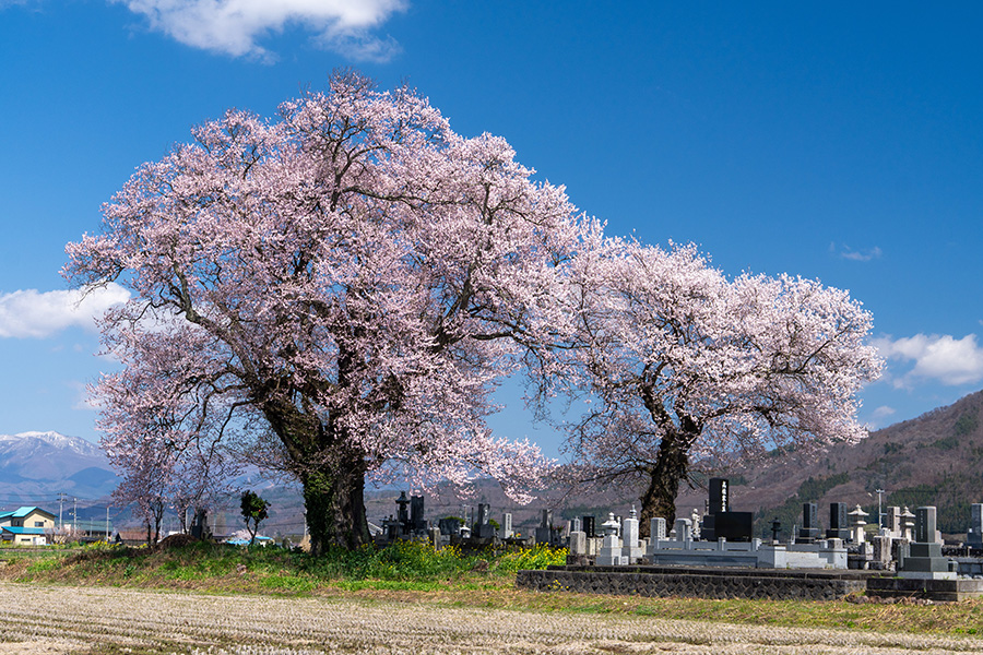 夫婦桜とも