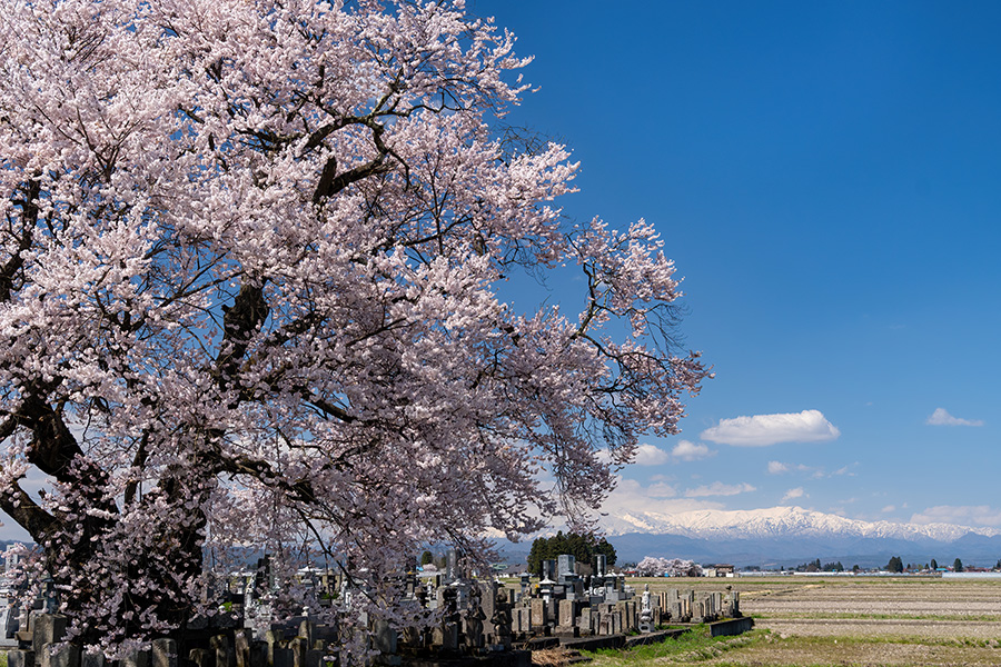 桜の向こうに飯豊連峰