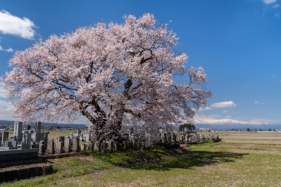 東麻生の種蒔桜