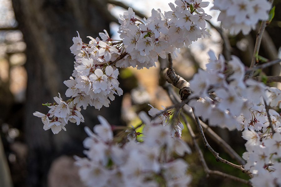 花は白っぽいピンク