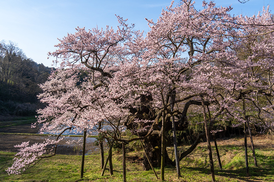 長沢の桜