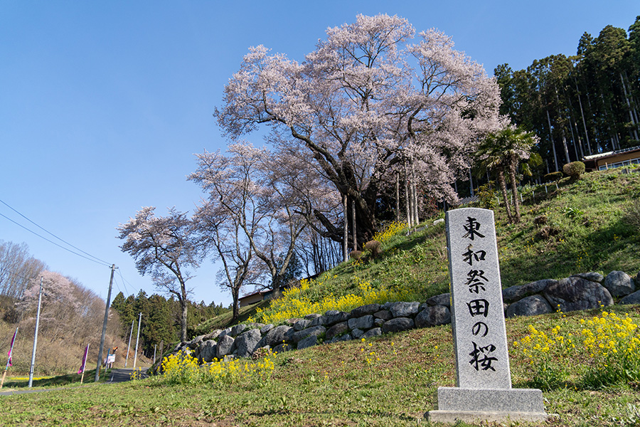 二本松市東和地区の桜めぐり––長沢の桜，祭田の桜，愛蔵寺の護摩桜など