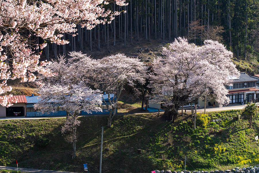 二本松市東和地区の桜めぐり––長沢の桜，祭田の桜，愛蔵寺の護摩桜など