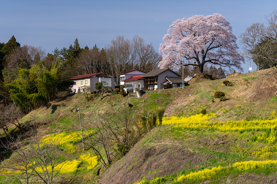 小田彦太郎桜