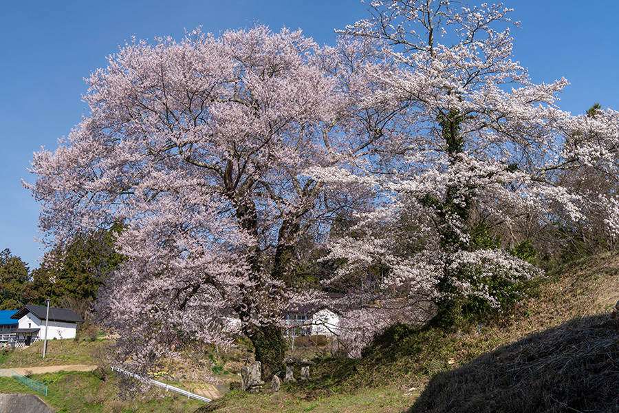 小田八龍桜