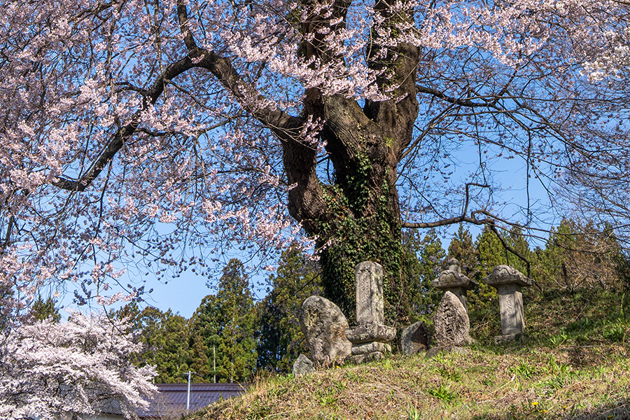 根元には小さな石柱が立っています