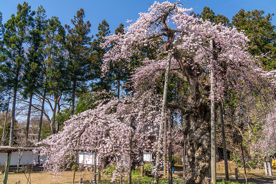 愛蔵寺の護摩桜