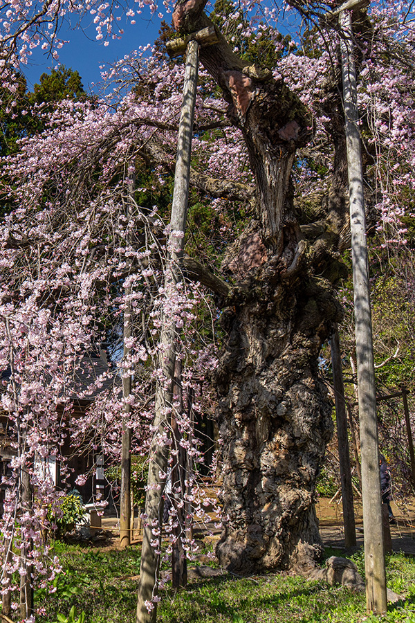 古木の風格