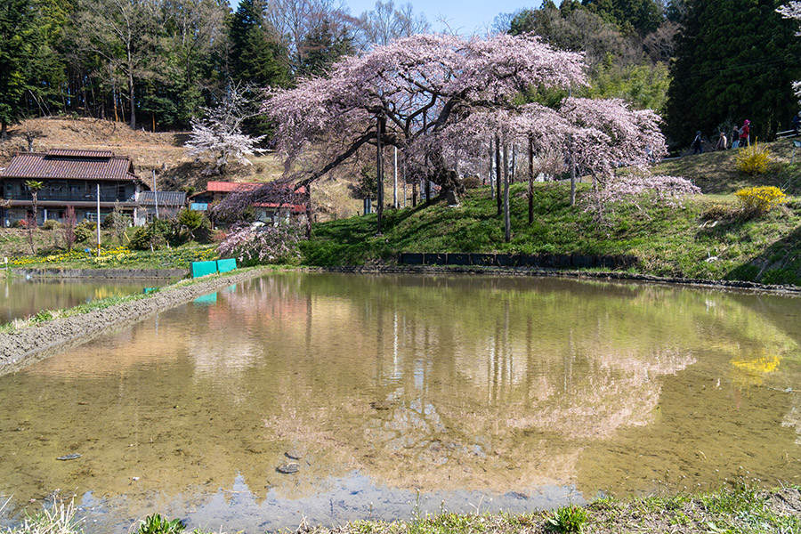 二本松市東和地区の桜めぐり––長沢の桜，祭田の桜，愛蔵寺の護摩桜など
