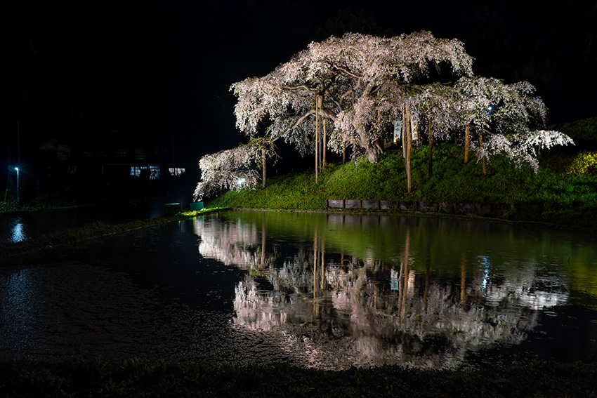 中島の地蔵桜・夜のリフレクション
