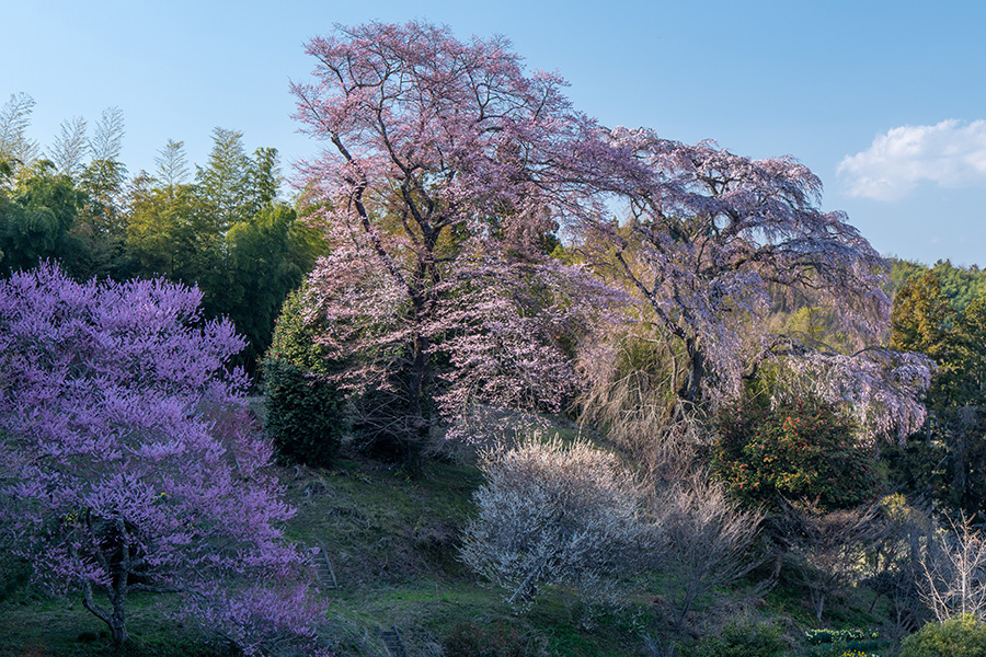 2本の大きな桜が咲き競っています