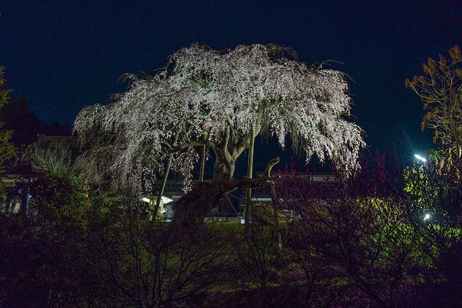 建福寺の桜・ライトアップ