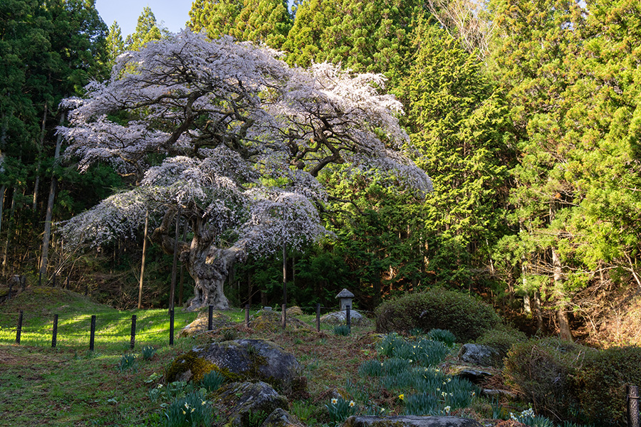 田村市の桜めぐり––弁天桜，永泉寺の桜，是哉寺地蔵桜など【福島の桜