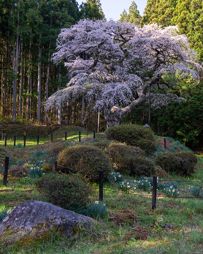 弁天桜にご対面