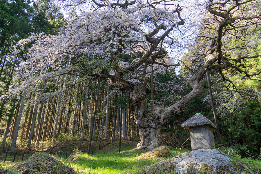 弁天桜と石の祠